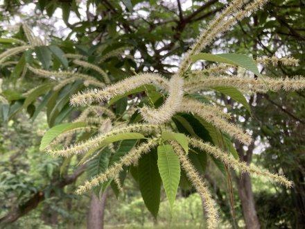 クリの花と、見頃の花々（2023.6.5）