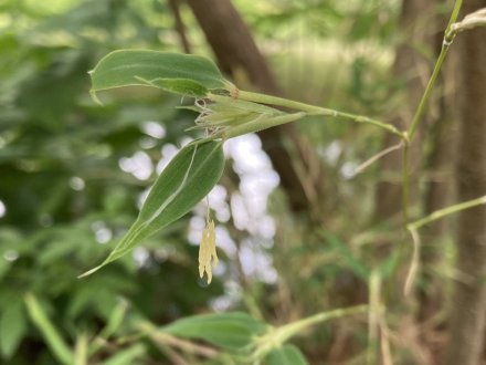 クリの花と、見頃の花々（2023.6.5）