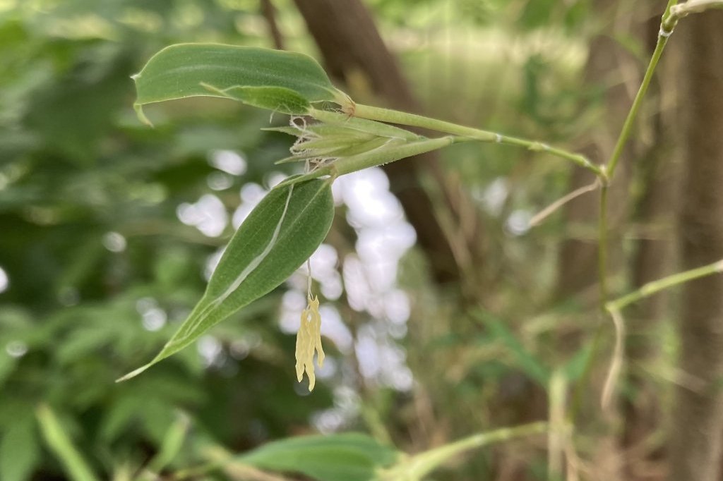 クリの花と、見頃の花々（６月５日）
