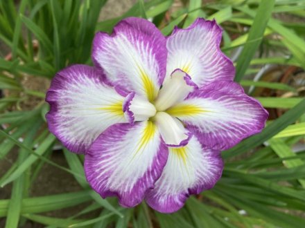 クリの花と、見頃の花々（2023.6.5）