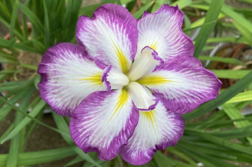 クリの花と、見頃の花々（６月５日）