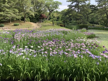 クリの花と、見頃の花々（2023.6.5）