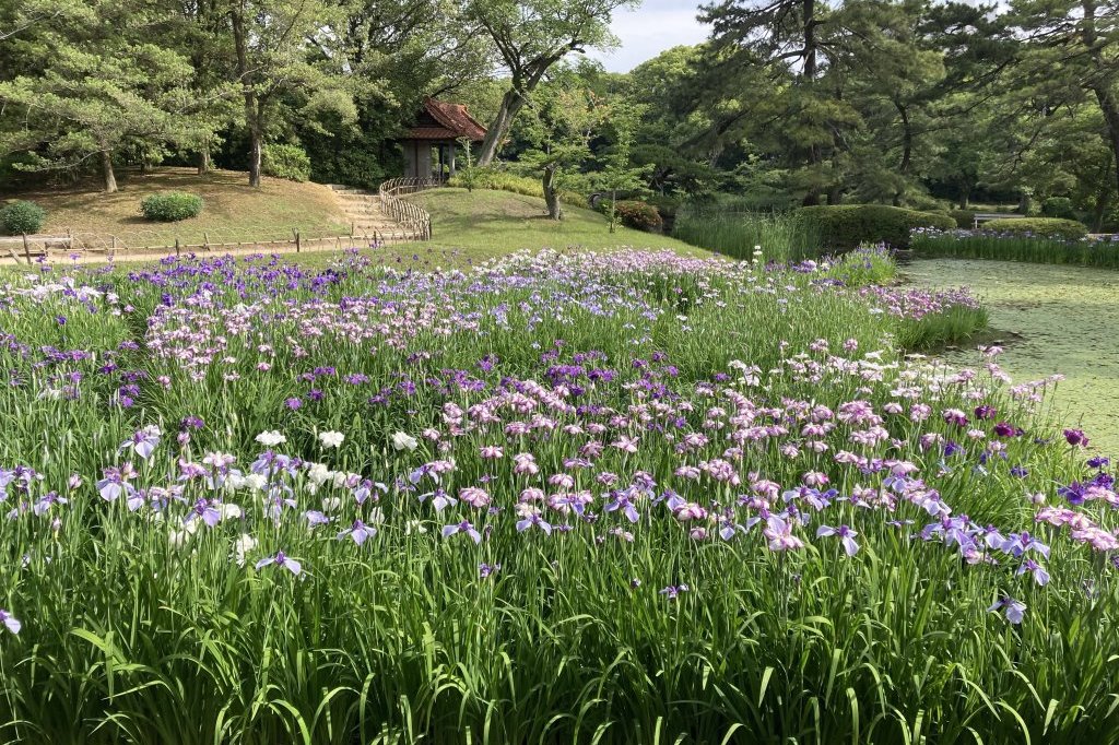 クリの花と、見頃の花々（６月５日）