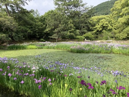 クリの花と、見頃の花々（2023.6.5）