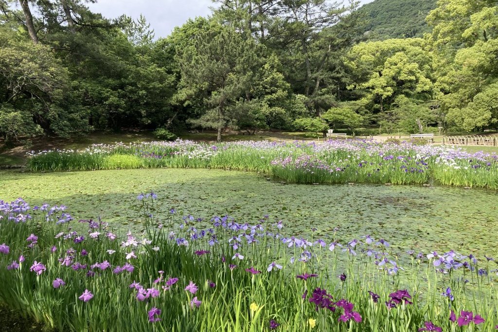 クリの花と、見頃の花々（６月５日）