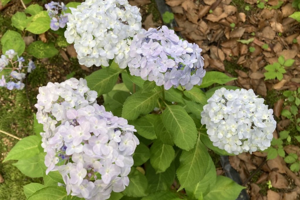 クリの花と、見頃の花々（６月５日）