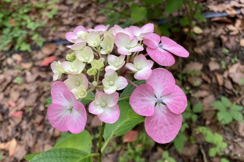 クリの花と、見頃の花々（６月５日）