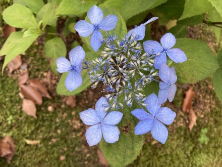 クリの花と、見頃の花々（2023.6.5）