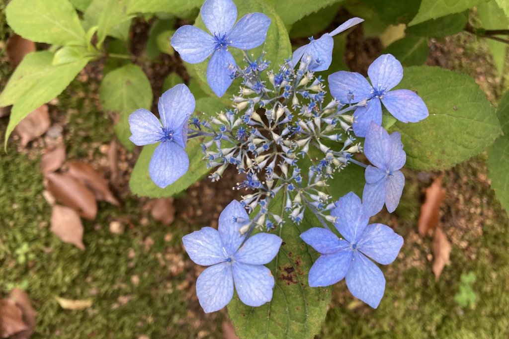 クリの花と、見頃の花々（６月５日）
