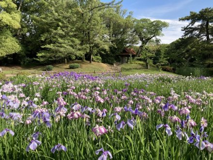 花しょうぶ園と見頃の花々（６月９日）（チシャノキ、マテバシイ）