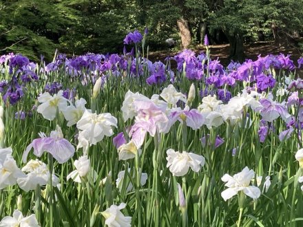 花しょうぶ園と見頃の花々（６月９日）（チシャノキ、マテバシイ）