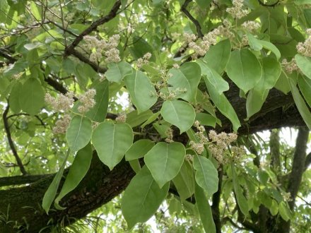 花しょうぶ園と見頃の花々（６月９日）（チシャノキ、マテバシイ）