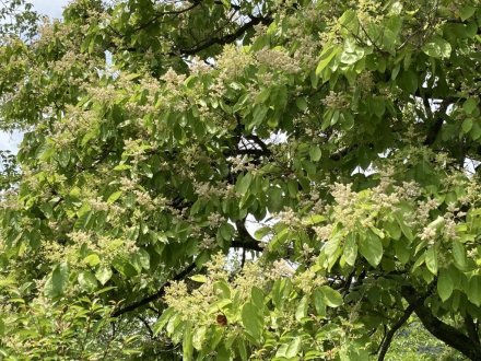 花しょうぶ園と見頃の花々（６月９日）（チシャノキ、マテバシイ）