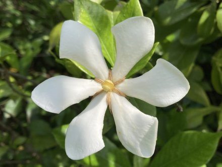 花しょうぶ園と見頃の花々（６月９日）（チシャノキ、マテバシイ）