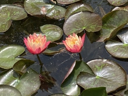 花しょうぶ園と見頃の花々（2023.6.9）（チシャノキ、マテバシイ）