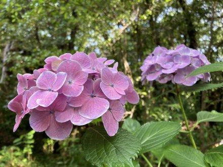 花しょうぶ園と見頃の花々（６月９日）（チシャノキ、マテバシイ）