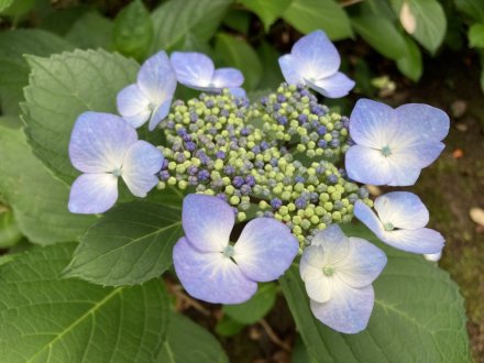 花しょうぶ園と見頃の花々（６月９日）（チシャノキ、マテバシイ）