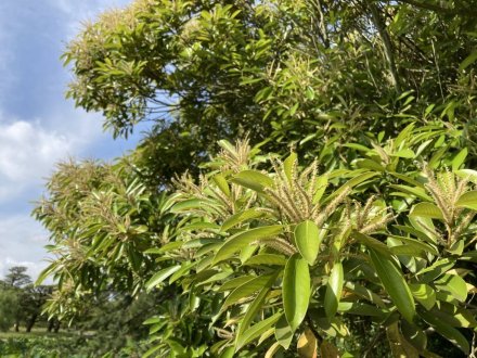 花しょうぶ園と見頃の花々（2023.6.9）（チシャノキ、マテバシイ）