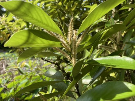 花しょうぶ園と見頃の花々（６月９日）（チシャノキ、マテバシイ）