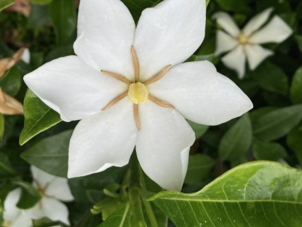 クチナシと見頃の花々（６月１２日）