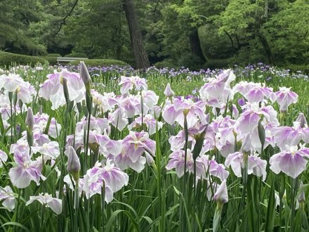 クチナシと見頃の花々（６月１２日）