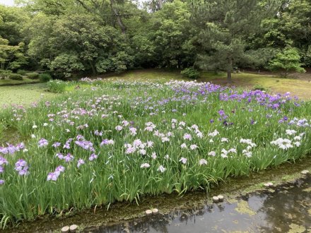 クチナシと見頃の花々（６月１２日）