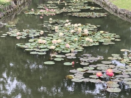 クチナシと見頃の花々（６月１２日）