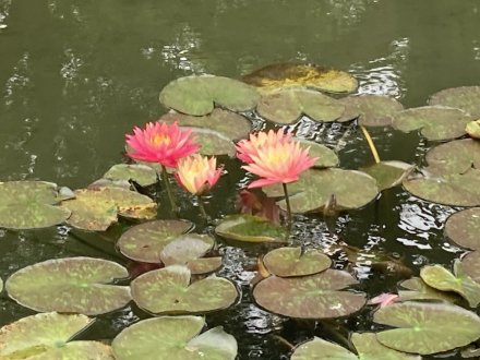 クチナシと見頃の花々（６月１２日）