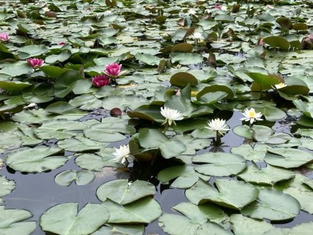 クチナシと見頃の花々（６月１２日）