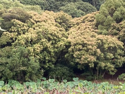 クチナシと見頃の花々（６月１２日）