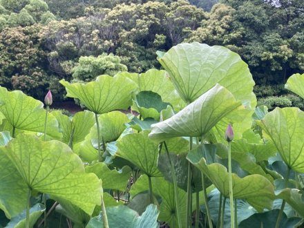 クチナシと見頃の花々（６月１２日）