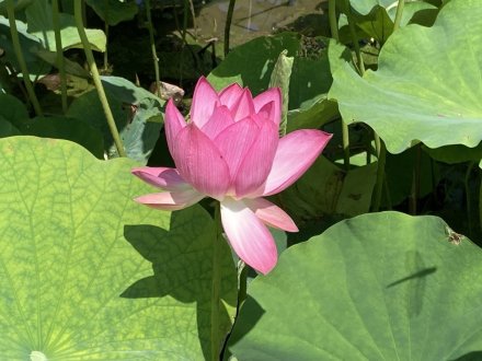 見頃の花々（６月１７日）（ハス数輪開花）