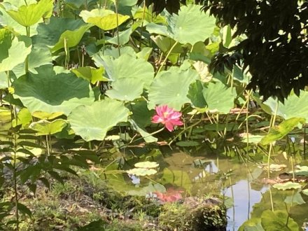 見頃の花々（６月１７日）（ハス数輪開花）