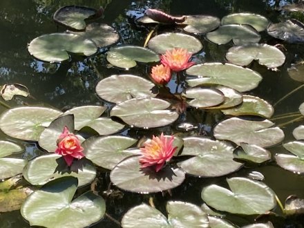 見頃の花々（６月１７日）（ハス数輪開花）