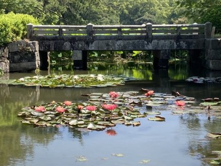 見頃の花々（６月１７日）（ハス数輪開花）