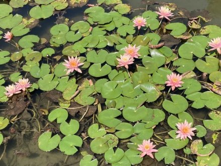 見頃の花々（2023.6.17）（ハス数輪開花）