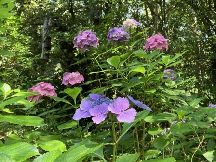 見頃の花々（2023.6.17）（ハス数輪開花）