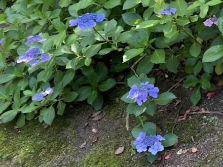 見頃の花々（６月１７日）（ハス数輪開花）