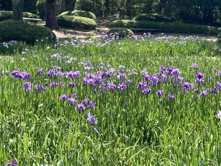 見頃の花々（６月１７日）（ハス数輪開花）