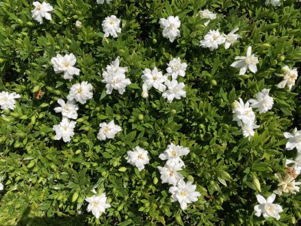 見頃の花々（６月１７日）（ハス数輪開花）