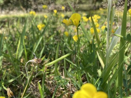 見頃の花々（６月１７日）（ハス数輪開花）