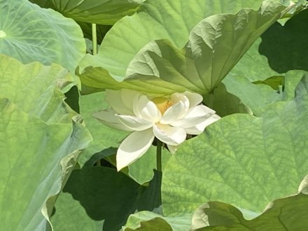 白いハス開花（2023.6.20）