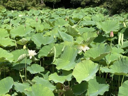 白いハス開花（６月２０日）