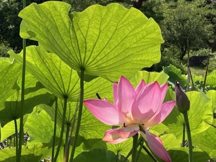 白いハス開花（６月２０日）