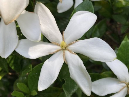 白いハス開花（６月２０日）