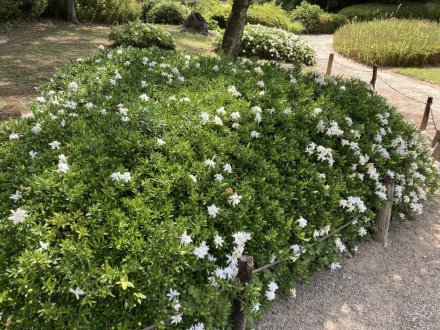 白いハス開花（６月２０日）