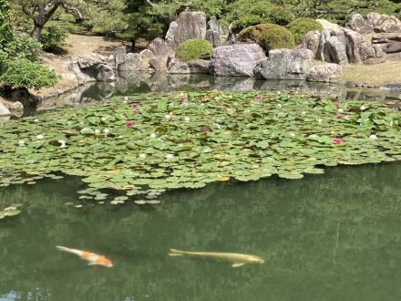 白いハス開花（６月２０日）