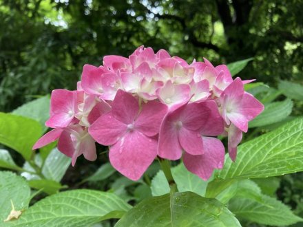 ガガブタ、ヒシと、見頃の花々（６月２２日）