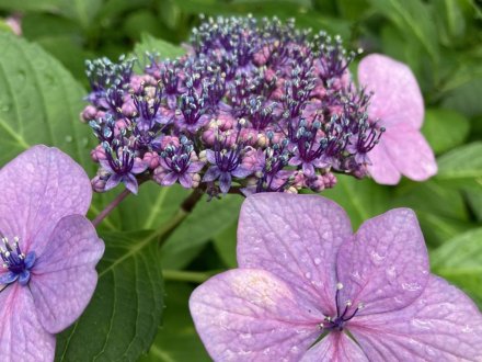 ガガブタ、ヒシと、見頃の花々（2023.6.22）