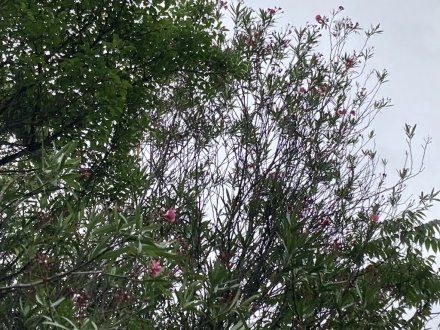 ガガブタ、ヒシと、見頃の花々(2023.6.22)